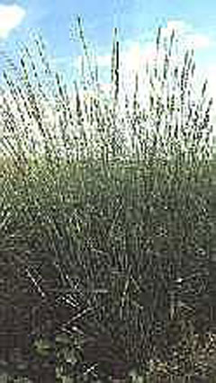 Agropyron elongatum Tall Wheatgrass