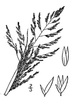 Sporobolus cryptandrus Sand Dropseed