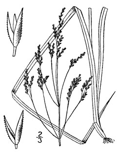Agrostis perennans Upland Bent, Upland bentgrass