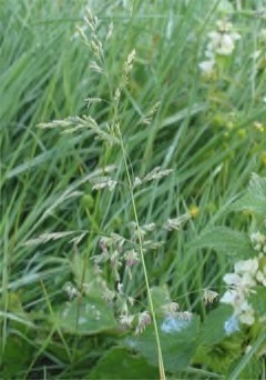 Agrostis capillaris Browntop Bent Grass