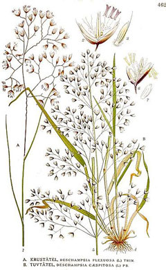 Deschampsia caespitosa Tussock Grass, Tufted Hair Grass, Hair Grass