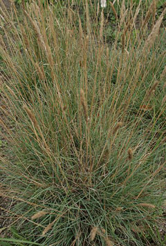 Koeleria macrantha June Grass, Prairie Junegrass