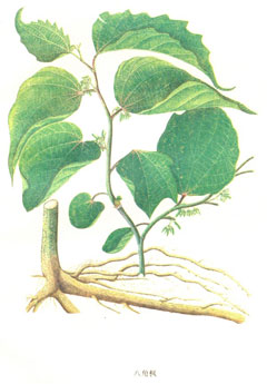 Alangium chinense 