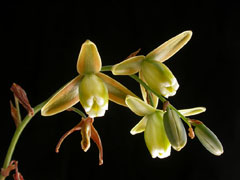 Albuca canadensis Slime Lily, Albuca