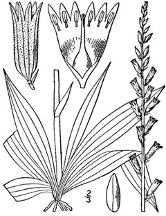 Aletris farinosa Unicorn Root - Colic Root, White colicroot