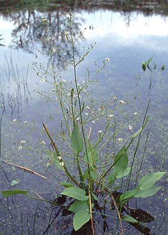 Alisma plantago-aquatica Great Water Plantain, ZE-XIE, European water plantain,  American water plantain, Northern water plan