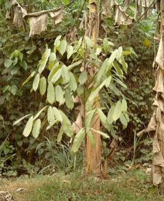 Allanblackia parviflora Vegetable tallow tree, Ouotera