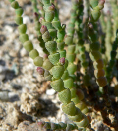 Allenrolfea occidentalis Picklebush