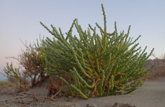 Allenrolfea occidentalis Picklebush