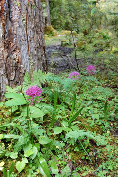Allium wallichii Jimbur