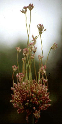 Allium ampeloprasum Wild Leek, Broadleaf wild leek