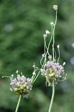 Allium ampeloprasum babingtonii Babington