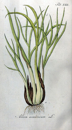 Allium cepa ascalonicum Shallot