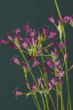 Allium bolanderi Bolander