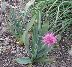 Allium carolinianum 