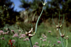 Allium cepa aggregatum Potato Onion