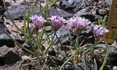 Allium macropetalum Largeflower Wild Onion