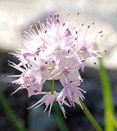 Allium douglasii Douglas