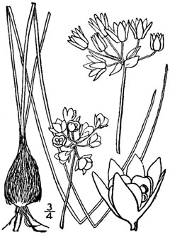Allium drummondii Prairie Onion, Drummond