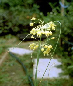 Allium flavum Small Yellow Onion, Ornamental  Onion