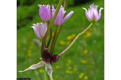 Allium geyeri tenerum 