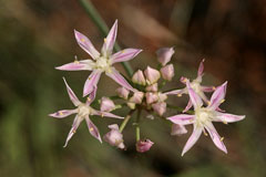 Allium kunthii Kunth
