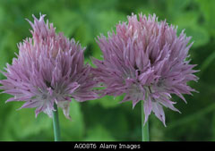 Allium ledebourianum 