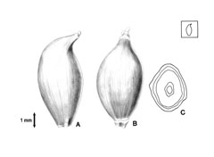 Allium macrostemon No-Binu