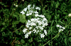 Allium neapolitanum Daffodil Garlic, White garlic