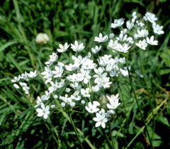 Allium neapolitanum Daffodil Garlic, White garlic