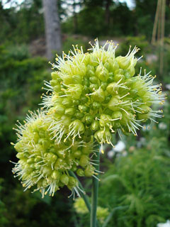 Allium obliquum Twistedleaf Garlic