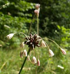 Allium oleraceum Field Garlic