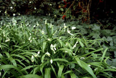 Allium paradoxum Few-Flowered Leek