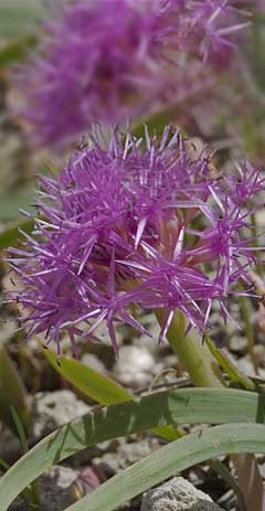 Allium platycaule Broadstemmed Onion
