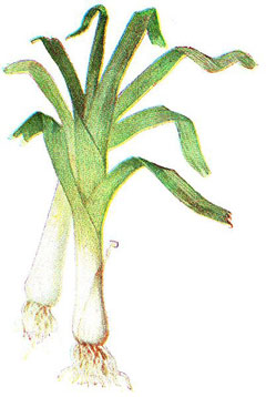 Allium porrum Leek, Garden leek
