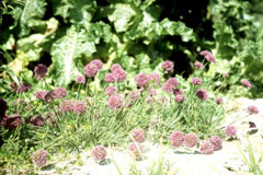 Allium przewalskianum 