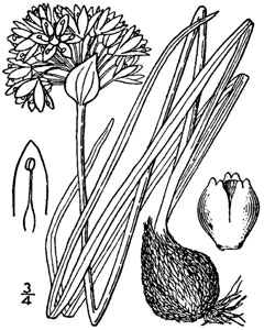 Allium textile Textile Onion