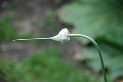 Allium sativum Garlic, Cultivated garlic