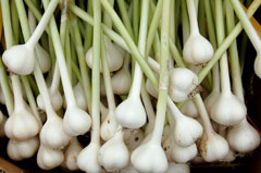 Allium sativum Garlic, Cultivated garlic