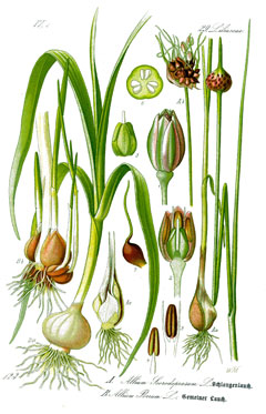 Allium scorodoprasum Rocambole,  	Sand leek