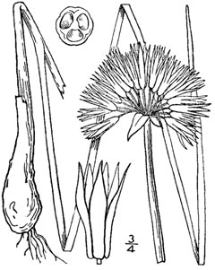 Allium schoenoprasum sibiricum Giant Chives