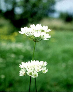 Allium subhirsutum 