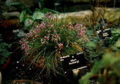 Allium thunbergii 