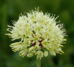 Allium victorialis Alpine Leek, Victory onion