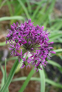 Allium wallichii Jimbur