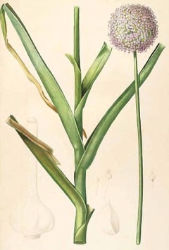 Allium ampeloprasum Wild Leek, Broadleaf wild leek