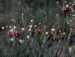 Allium canadense Canadian Garlic, Meadow garlic, Fraser meadow garlic,  Hyacinth meadow garlic