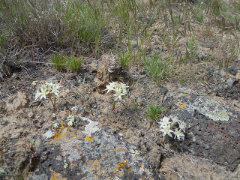 Allium nevadense Nevada Onion