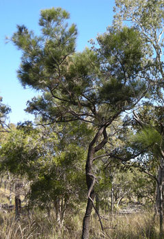 Casuarina torulosa Forest Oak