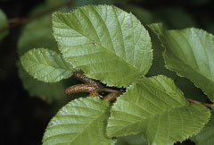Alnus viridis American Green Alder